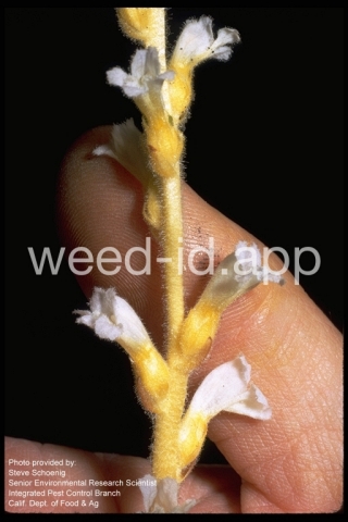 broomrape, branched